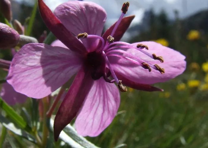 Iris Beb 3* ואלדיסוטו