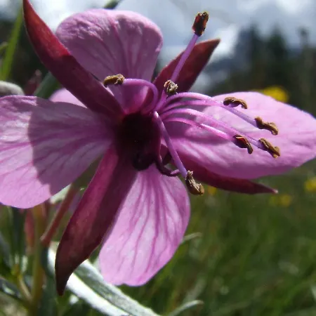 Iris Beb 3* فالديسوتو